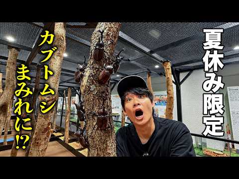 カブトムシが200匹放たれる夏休み限定の昆虫展がヤバい!!