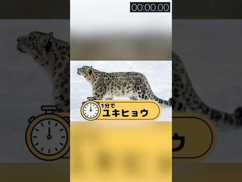 1分でユキヒョウ #shorts