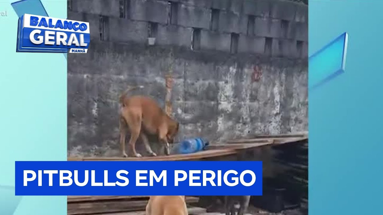 Cães abandonados em terreno na Lapa mobilizam moradores