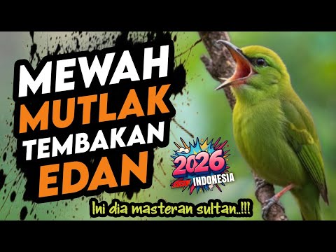 Bikin lawan kena mental ‼️ MASTERAN BURUNG SULTAN FULL TEMBAKAN SUPER MEWAH
