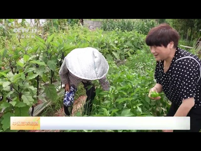 [中国三农报道]浙江宁波 社区设立“共享蔬菜”爱心角 各取所需不浪费 | 农业致富经 Agriculture And Farming