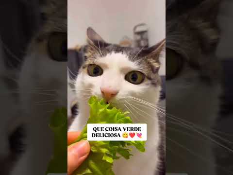 Hum, que coisa verde gostosa 😹💚