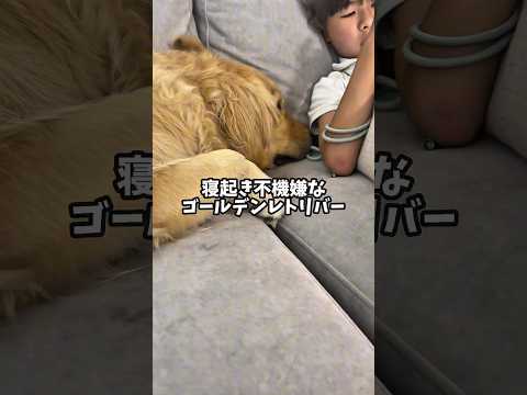 犬の動画サムネイル - 寝起き不機嫌なゴールデンレトリバー #ゴールデンレトリバー #大型犬のいる生活 #goldenretreiver #大型犬と子供