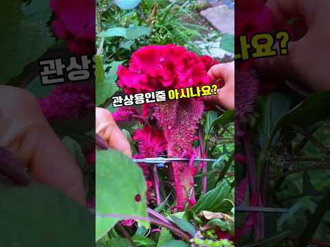 맨드라미 #맨드라미꽃 #계관화 #청상자 #맨드라미효능 #계관화효능 #여성건강 #지혈 #항산화 #플라보노이드 #폴리페놀 #전통약초 #한방약재