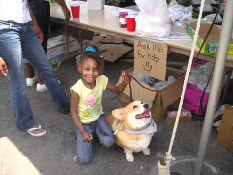 Therapy Dogs International's Disaster Stress Relief Dog Program (DSRD)