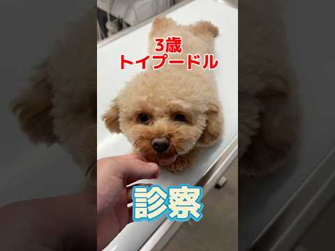 フェイスパックを食べてしまった3歳のトイプードルが動物病院にやって来た！