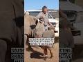 South Africa starts injecting rhino horns with radioactive material to curb poaching