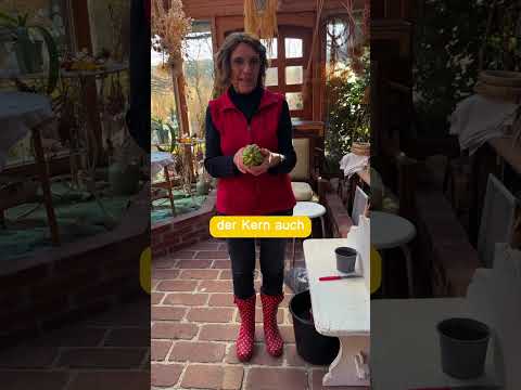 Aus alter Chayote werden neue Pflanzen!