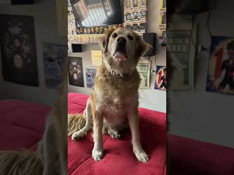 MI PERRO SPIKE ES UN LOQUILLO