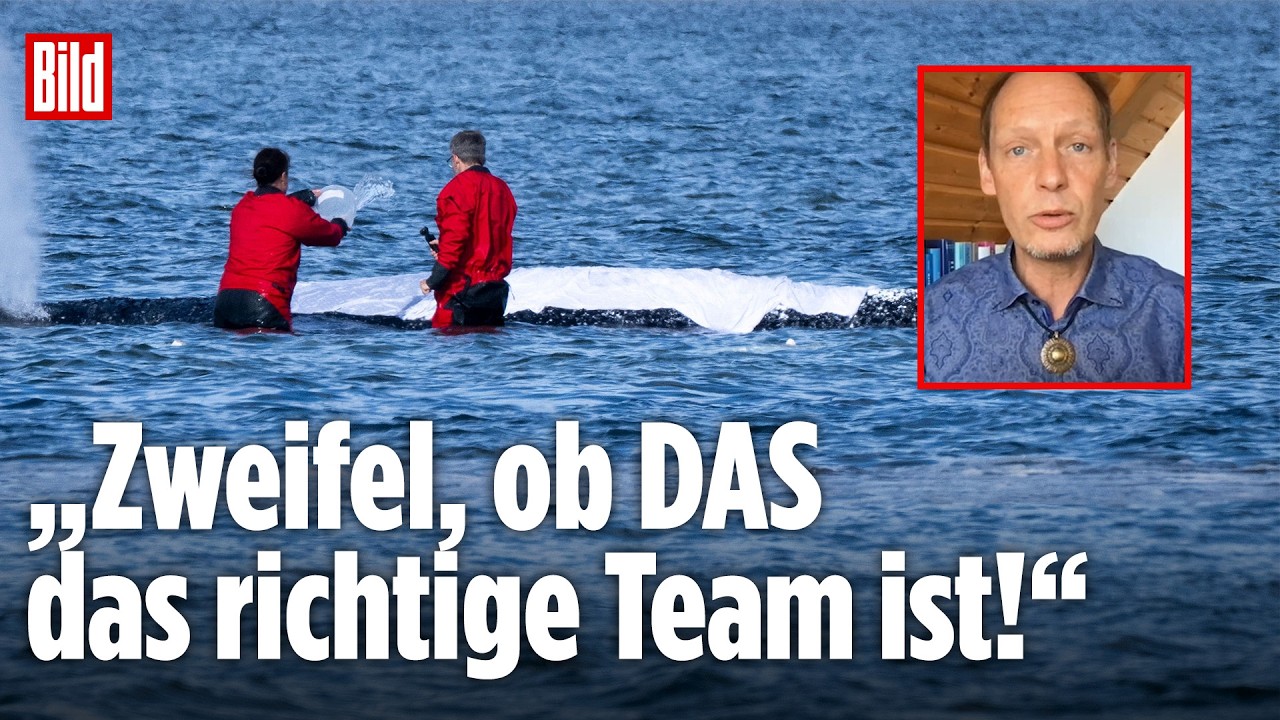 Wal-Drama vor Poel: „Zweifel, ob DAS das richtige Team ist!“ – Meeresbiologe Ritter zur Rettung