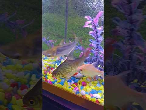 #goldfish #aquarium #aquariumfish #koi #fish #queen 🐠🐠🐠🐠🐠🐠😍😍😍🤩🤩🥰🥰🙏🙏