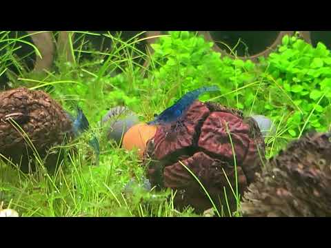 New video of baby Blue Dream shrimp that hatched l This is my first colony of Blue Dream shrimp and I cycled this tank for almost a year before adding 