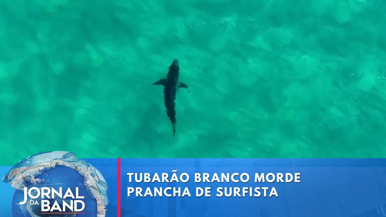 Tubarão branco morde prancha de surfista na Austrália | Jornal da Band