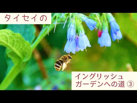 🪵レイズドベット作り２🌳 タイセイのイングリッシュガーデンへの道 #4