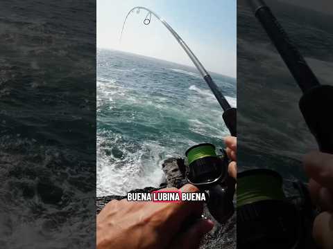 ¡Clavo una gran LUBINA en plena rompiente… y se suelta al final! 😱🎣 #pescaspinning