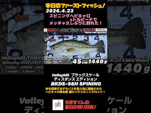 琵琶湖26.4.23 本日のファーストフィッシュ！スピニングヘビキャロxトルピードで久しぶりに釣れた！