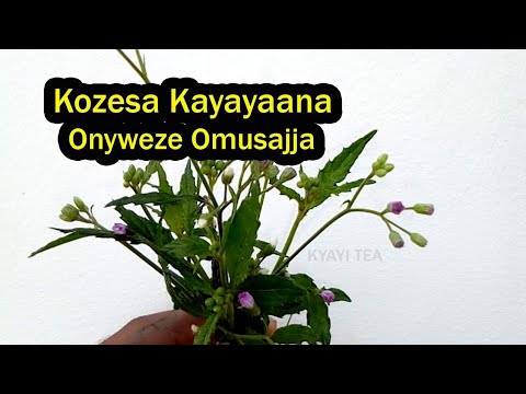 Enkozesa ya Kayayaana Omusajja Okuyayaanira Omusajja Mulunge Akwagale