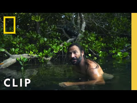 Caught in a mangrove rip tide | Primal Survivor: Extreme African Safari