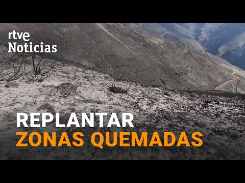 REPLANTAR las ZONAS QUEMADAS en los pasados INCENDIOS I RTVE Noticias