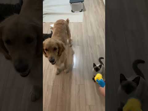 猫狗有别#狗子能有什么坏心思 #动物的迷惑行为 #猫狗双全