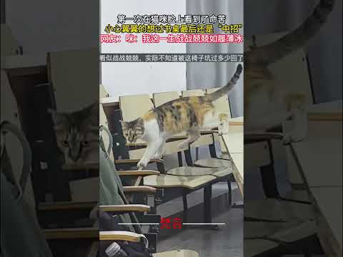犬の動画サムネイル - 第一次在貓咪臉上看到了命苦 小心翼翼的想過書桌最後還是“中招” #貓 #可愛 #意外 #有趣 #萬萬沒想到 #cat #cute #amazing #funny #shorts