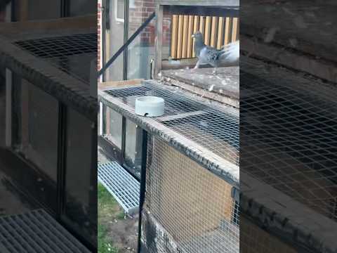 #pigeon #الحمام_الزاجل #birds #kabootar #colonelkkjϟ #تحشيش #pigeonlover #المغرب #funny #طيور