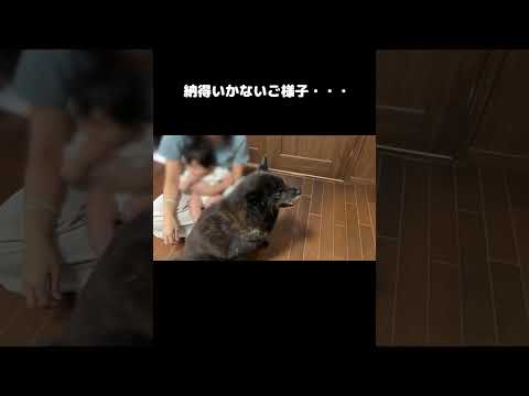 どうしても赤ちゃんと一緒にいたい甲斐犬