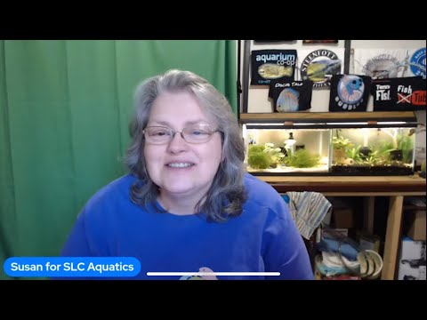Local sale Only/ Susan for SLC Aquatics!/ 81622 Join me Live tonight and lets talk fish!

Website_ http_//slcaquatics.org
Resource Page_ http_//slca