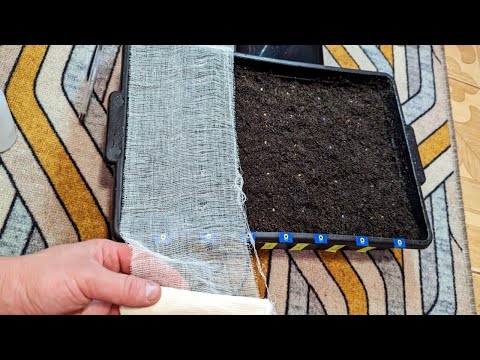 Посадите томаты на рассаду этим способом в феврале для супер крепких растений!