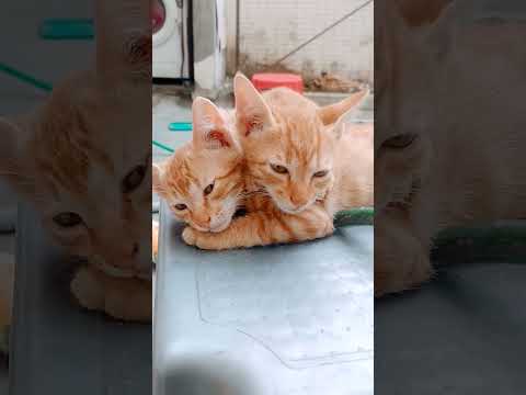 sleepy 😪💤#catmemes #happydog #cat #meow #viralcat #catmeow