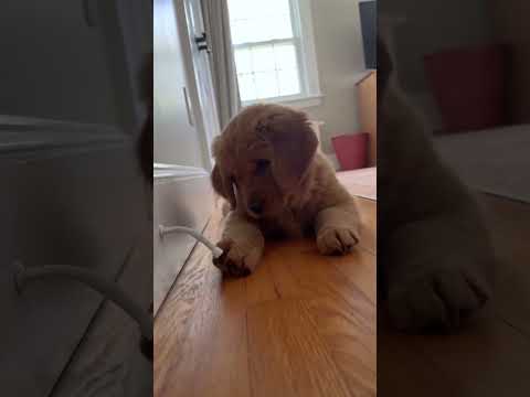 goldenretriever core #dogvideos #goldenretreivers #goldenretreiver #dogvideos #pets #pets #dog