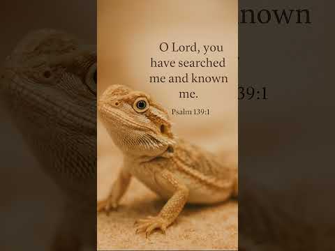 #christianmusic #gospelmusic #countrymusic #cute #dailybibleverse #beardeddragon #petlover