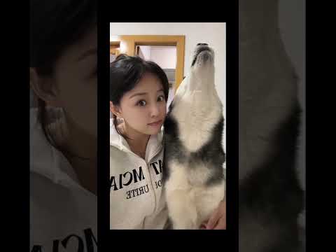 funnydogs#dogcat#cute#doglover#doglife#cure#funny#pets#petlifestyle