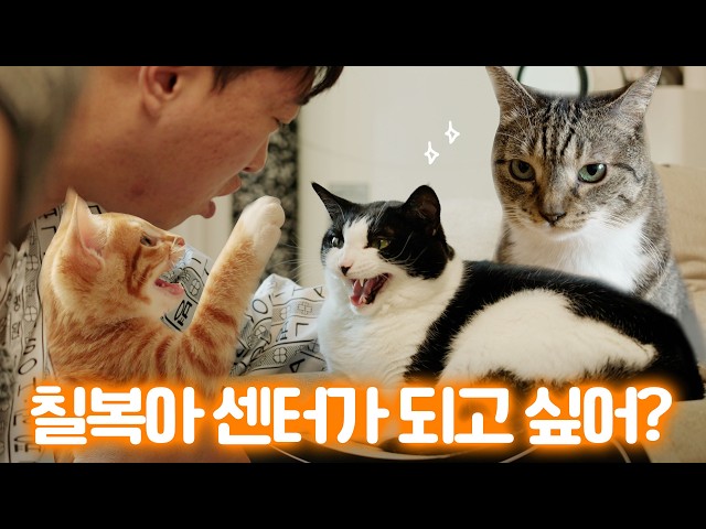 고양이 걸그룹 불화설💥춘봉첨지와 칠복이의 미래는?ㅣ미야옹철의 가정방문
