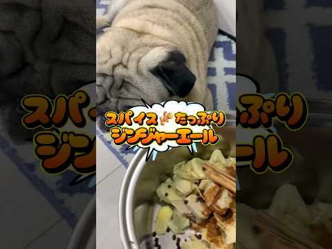 スパイスたっぷりジンジャーエール #パグ #スパイス #ジンジャーエール #クラフト #うまい