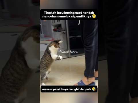 😺 : Biarkan aku memelukmu..#shorts #kucing #kucinglucu #cat #catlovers