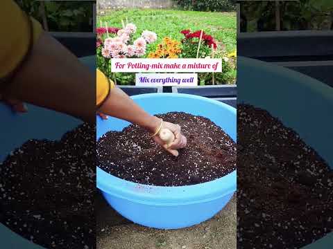 Join us for planting Chrysanthemum. #flowers