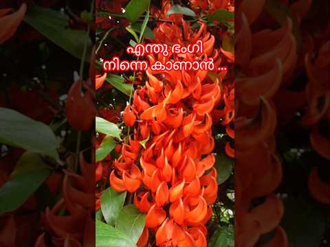 Beautiful flowers 🌺🌹#shortsfeed #shortvideo #trending #flowers #shorts #entertainment #qatway