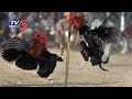 11 persons held in Karimnagar for conducting cock-fights