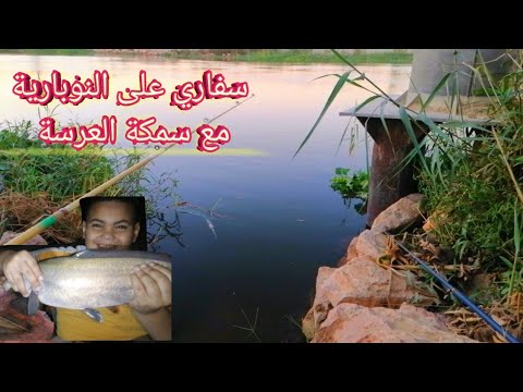 صيد وسفاري مع سمك العرس والبياض على النوبارية