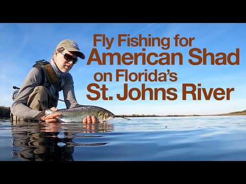Fly fishing florida's st. John's river for american shad. What you'll see and how to get started. video thumbnail
