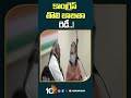 కాంగ్రెస్ తొలి జాబితా రెడీ..! | #congressfirstlist #loksabhaelection2024 #shorts #10tv  - 00:59 min - News - Video