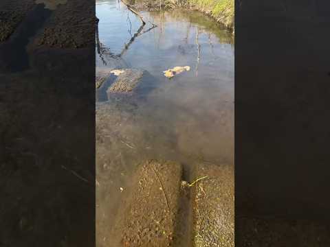 I couldn’t save him, but he’s not alone anymore 🥺❤️