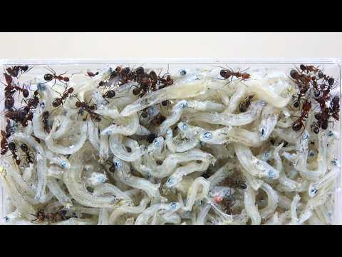 アリの巣を全部しらすにすると…