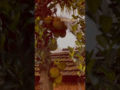 എന്റെ വീട് 🥹❤️being peace at home #home#piece#comfortfood #memories#malayalamvlog#minivlog