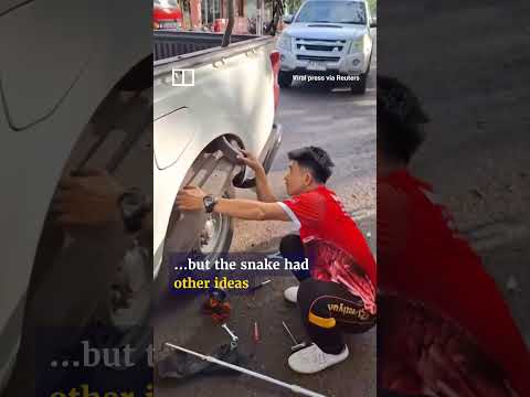 Rescuers pull 3.4-metre cobra from truck in Thailand