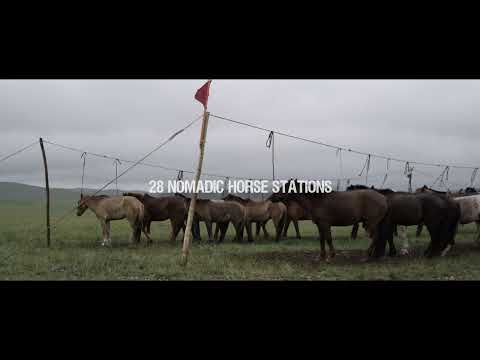 All the Wild Horses'