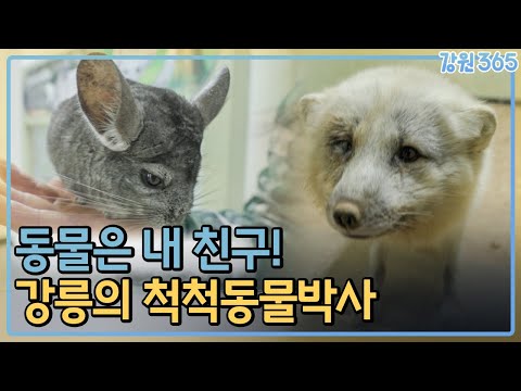 강릉 자타공인 동물박사! 귀엽고 신기한 동물들을 만나봐요! / MBC강원영동 240320 방송