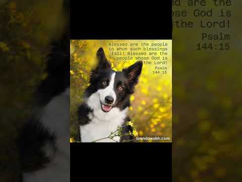 #music #dailybibleverse #dog #petlover
