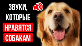 Почему собакам нравятся пищащие игрушки, а не фейерверки